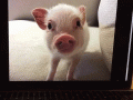 piggy.gif